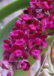 Image result for Rhynchosia galpinii