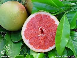 Image result for Citrus maxima