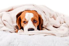 Can You Give A Dog Imodium Or Other Human Over The Counter Medicines Like Kaopectate Or Pepto Bismol When He 39 S Vomiting Pet Care Dogs Dogs Diarrhea In Dogs