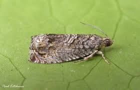 Image result for Cydia microgrammana