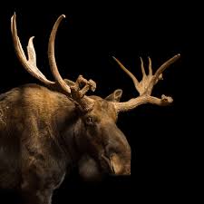What Is The Literary Term For Multiple Moose? - Quora