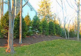 Maybe you would like to learn more about one of these? Norway Spruce Trees Pictures Information And Design Tips