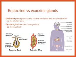 Slide 2 Jpg 960 720 Exocrine Gland Pituitary Gland Endocrine