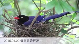 Manage your video collection and share your thoughts. å°ç£è—éµ²è‚²é››ç´€éŒ„ Youtube
