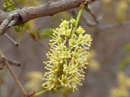 Image result for Combretum apiculatum