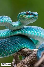 How To Avoid Snakes Slithering Up Your Toilet Pet Snake Snake Photos Cute Snake