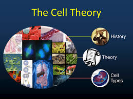 We did not find results for: The Cell Theory Ppt