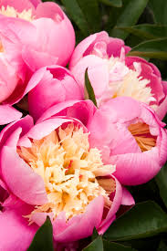Bowl Of Beauty Peony Pahl S Market Apple Valley Mn