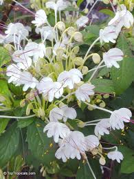 Image result for Rotheca