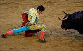 Image result for small bull fight