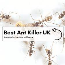 Place the ant trap where you see the most ants. Best Ant Killer Uk Complete Buying Guide And Review