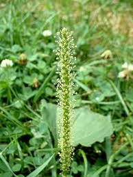 Image result for Plantago