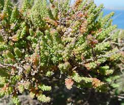 Image result for Caroxylon littoralis