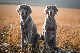 Image result for výmarský dlouhosrstý ohař