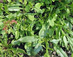 Image result for Sapium acetosella