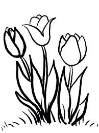 30 Tulpen Bilder Zum Ausdrucken Besten Bilder Von Ausmalbilder