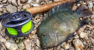 Types Of Freshwater Fish In Texas Clearwater Consulting