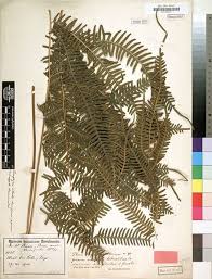 Image result for Pteris catoptera