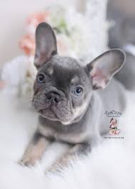 We breed the most awesome french bulldogs in texas! French Bulldog Puppies For Sale By Teacups Puppies Boutique Teacup Puppies Boutique
