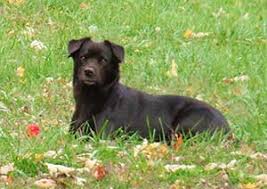 Search for a puppy or dog. Is The Border Collie Lab Mix Really The Easiest Dog To Get Along With How To Train Your Dog