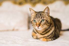 We have now established that british shorthair cats will shed, still less than other breeds but they will. Are Domestic Shorthair Cats Hypoallergenic Find Out Today