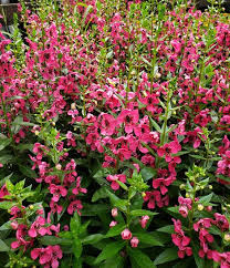 Prune into a tree or leave alone and let grow as a large bush. Texas Superstar Plants Almost Eden