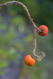 Image result for Solanum capsicoides