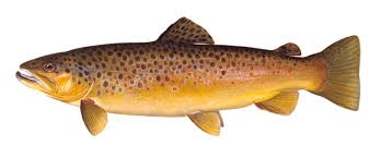 details brown trout
