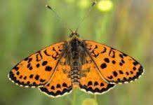 Pin De Yoonia En Animales Mariposas Doncella