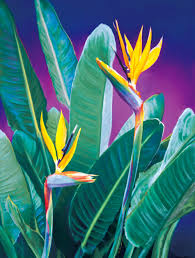High quality bird of paradise inspired art prints by independent artists and designers from around. Birds Of Paradise Lauren Knode Art