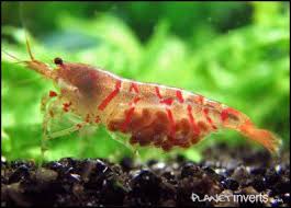 Red Tiger Shrimp Qty 5 Freshwater Aquarium Shrimp Shrimp Tiger Shrimp