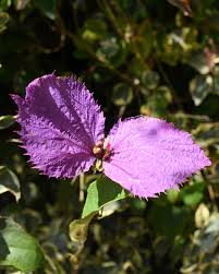 Image result for Dalechampia