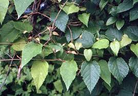 Image result for Vitis sp.
