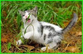 10 Jenis Hewan Peliharaan Dan Makanannya Daftarhewan Com Hewan Peliharaan Hewan Kucing