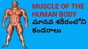 There are over 650 skeletal muscles in the human body, making up around 40% of body weight. Muscles Of The Human Body In Telugu Rinu Pet Creations à°® à°¨à°µ à°¶à°° à°° à°² à°¨ à°• à°¡à°° à°² Explain With Diagram Youtube