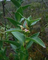 Image result for Cliffortia