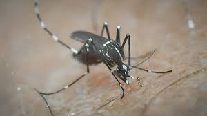 Η λοίμωξη από τον ιό του δυτικού νείλου (west nile virus, wnv) είναι νόσημα που μεταδίδεται κυρίως από τσίμπημα κουνουπιού, και. Ios Dytikoy Neiloy Pente Kroysmata Sthn 3an8h