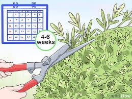 Maybe you would like to learn more about one of these? How To Prune A Dappled Willow 11 Steps With Pictures Wikihow