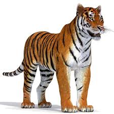 Tiger Is A High Quality Textured 3d Model To Add More Details And Realism To Your Rendering Projects Enough Realistic Tiger 3d In 2020 Tiger Amur Tiger Tiger Pictures