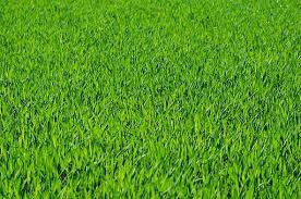 A Guide To Growing Corn Grass Background Grass Textures Green Grass