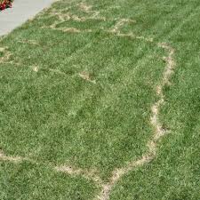 Replace any loose soil with new soil and add inorganic fertilizers to enrich the nutrients of your garden. How To Get Rid Of Moles And Voles In Your Yard Dengarden