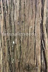 Image result for Cryptocarya transvaalensis