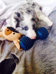 Tri colour border collie puppies. Puppies Border Collie Fan Club