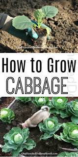We did not find results for: How To Grow Cabbage Start To Finish One Hundred Dollars A Month