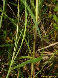 Image result for Rottboellia