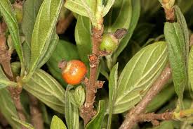 Image result for Sericanthe chimanimaniensis