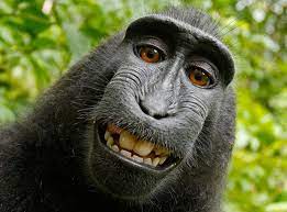 Monkey Selfie' Case: Photographer Wins Two Year Legal Fight Against Peta  Over The Image Copyright | The Independent | The Independent