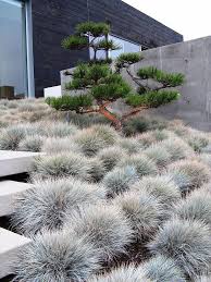 Stylisch Und Trotzdem Mit Warmer Ausstrahlung Die Stein Kiefer Im Wolkenschnitt Ist In Mitteleuropa Nicht Au Garten Design Gartengestaltung Gartendesign Ideen