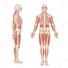 Cross section of the male pelvis through the coccyx: Human Skeleton Front And Side View Men Anatomy Illustration Royalty Free Cliparts Vectors And Stock Illustration Image 124312861