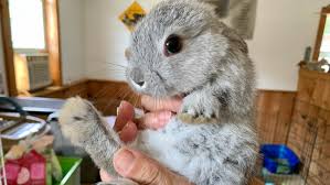 Bathing them can even be harmful, since they tend to panic in water and may fracture a limb or their spine if they thrash around. Domesticated Bunnies Abandoned In East Greenwich Will Soon Be Up For Adoption Wjar